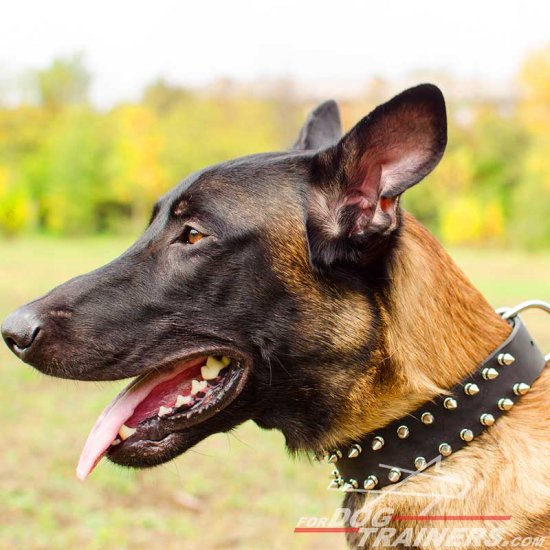 Leather Spiked Belgian Malinois Collar [S331154 Leather Collar] NZD