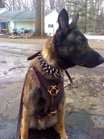 Training Adjustable Leather Canine Harness for Belgian Malinois and Other Large Breeds