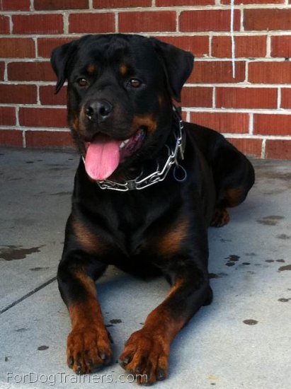 Rambo is the happiest dog with new Dog prong collar - STAINLESS STEEL 50045 (55) (3.99mm) ( Made in Germany )