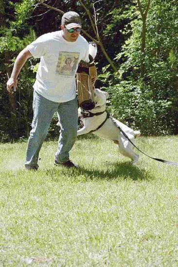 Agitation / Protection / Attack Leather Dog Harness Perfect For Your american bulldog