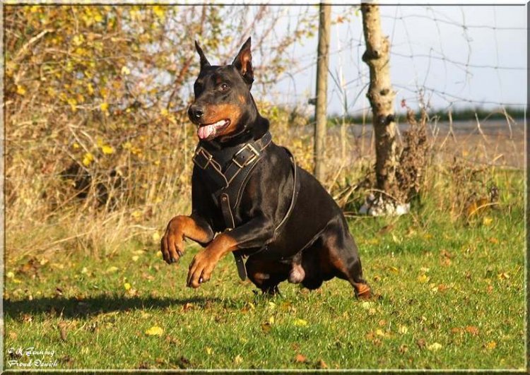 Agitation / Protection / Attack Dog Harness Perfect For Your Doberman H1