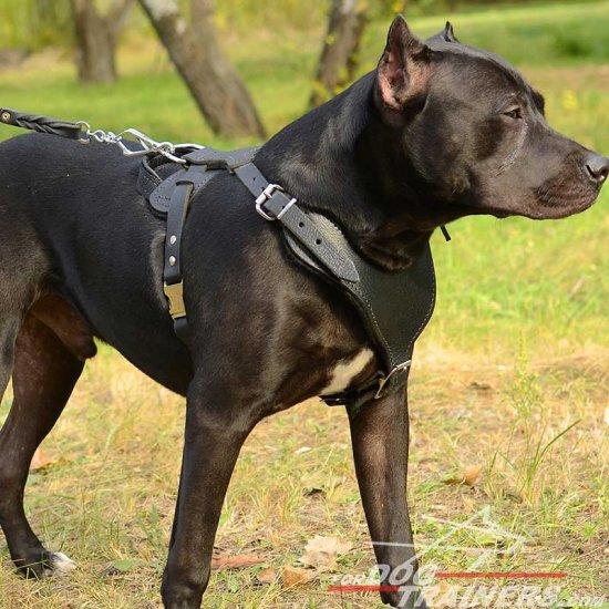 dog harnesses for pitbulls