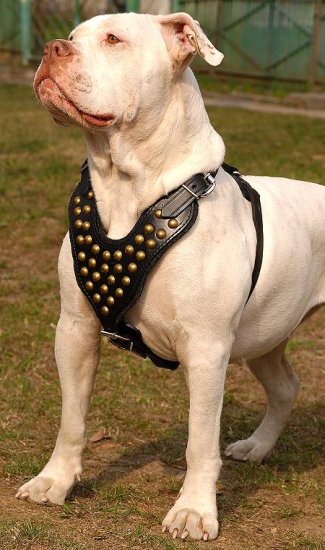 Studded Walking dog harness made of leather And Created To Fit American Bulldog and similar breeds - product code H15
