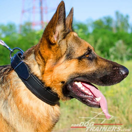 dog collar for german shepherd puppy