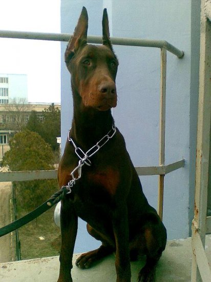 fur saver dog collars
