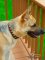 Enzo Found an Ideal Collar - Stylish Leather German Shepherd Collar
