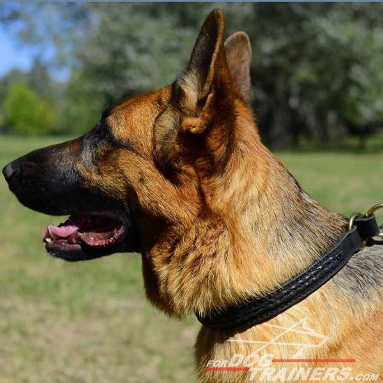 German Shepherd 2 Ply Leather Choke Dog Collar Decorated with Braids