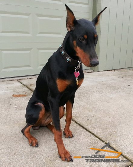Doberman best sale leather collar