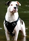 Agitation / Protection / Attack Leather Dog Harness Perfect For Your American Bulldog