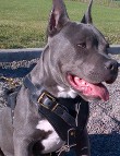 BOSS ZUES is courageous in Agitation / Protection / Attack Leather Dog Harness