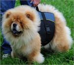 30% Discount - NEW 2023 All Season Extra Strong Nylon Vest Harness - H13-Outdoor-Chow-Chow