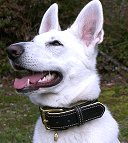 Leather Dog Collar 