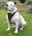 american bulldog dog harness