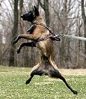 Attack Leather Dog Harness Your Malinois