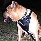 Leather Dog Harness