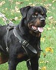 Attack Leather Dog Harness Perfect For Your rottweiler