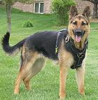 dog harness for german shepherd