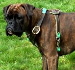 Boxer dog harness