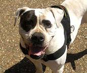 Pit bull dog harness