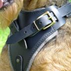 dog harness