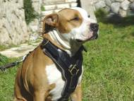 dog harness for Amstaff