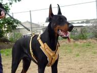Leather Dog Harness Doberman