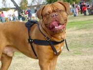 Dogue De Bordeaux dog harness