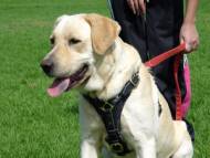 Labrador dog harness