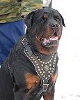 Rottweiler dog harness