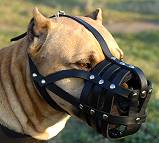 Amstaff dog muzzle