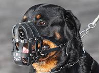 Rottweiler dog muzzle