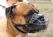 Dog Muzzle Light For Bullmastiff