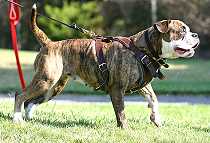 American shop bulldog accessories