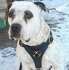 Extra Lightweight Tracking Leather Dog Harness