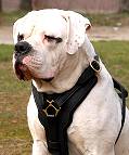H10 - Exclusive Luxury Handcrafted Padded Leather Dog Harness Perfect for your American Bulldog