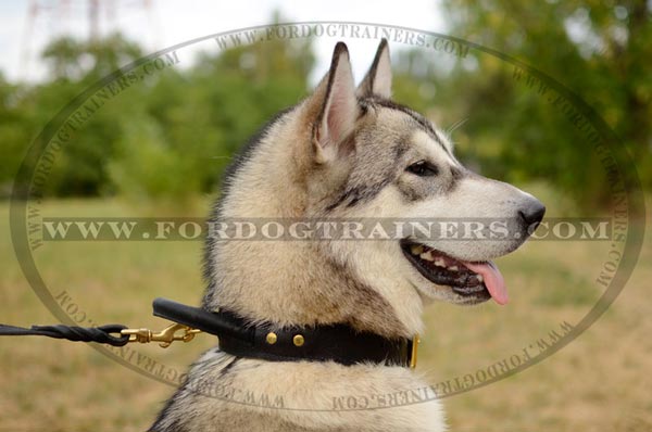 Leather Dog Collar