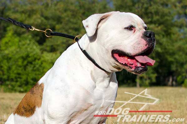 Comfortable Leather Choke Collar for American Bulldog Obedience Training