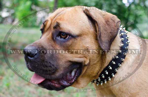 Designer Nylon Cane Corso Collar 