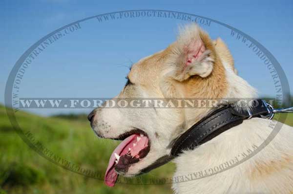 Central Asian Shepherd Leather Padded Collar