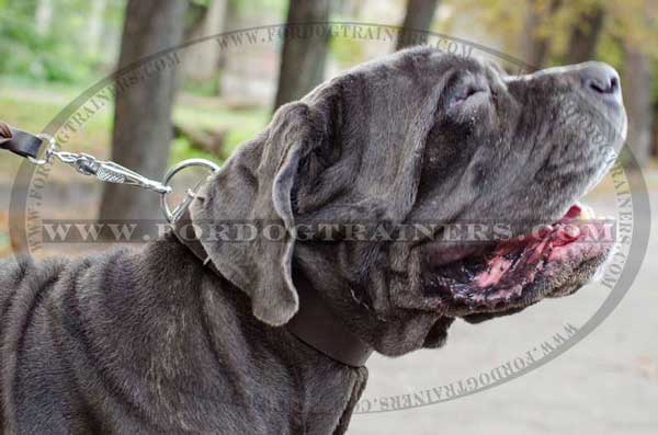 Mastino Napoletano Training Collar