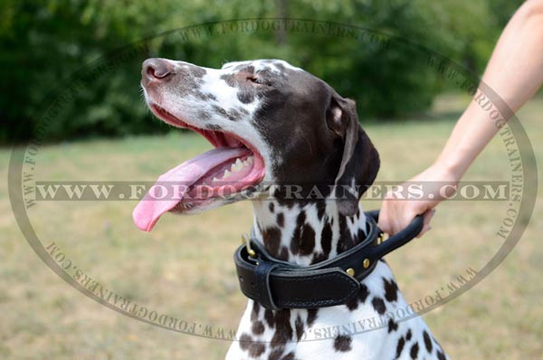 Dog Leather Collar with handle