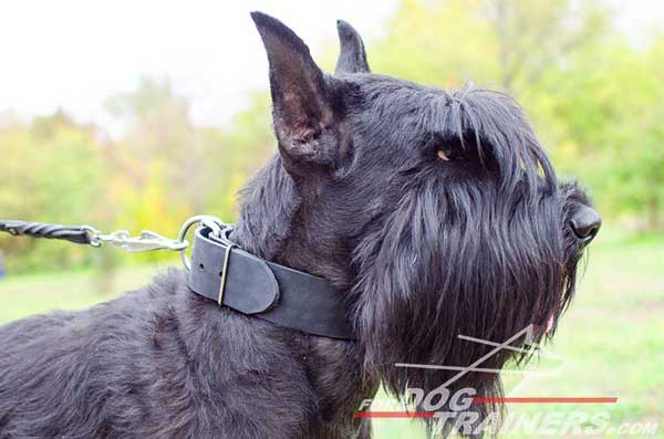 Riesenschnauzer Obedience Dog Collar