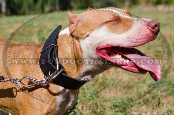 Super Wide Collar for Pitbull