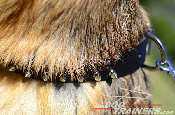 Dog Lead Attached To D-Ring Firmly Fixed in The Leather