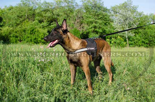 Belgian Balinois Nylon Harness for Dog walking