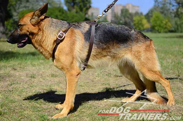 Light Leather German Shepherd Harness Adjustable