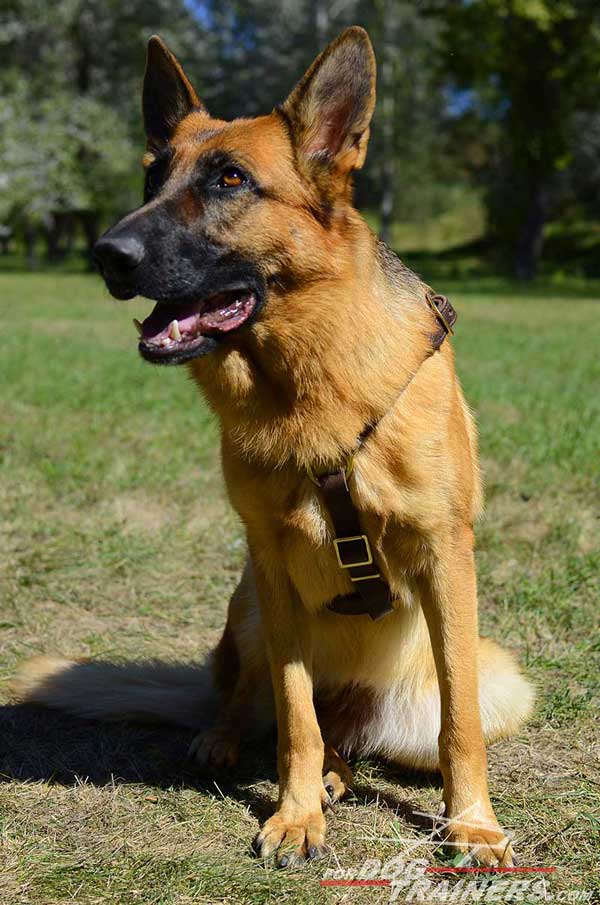 Leather Light German Shepherd Harness