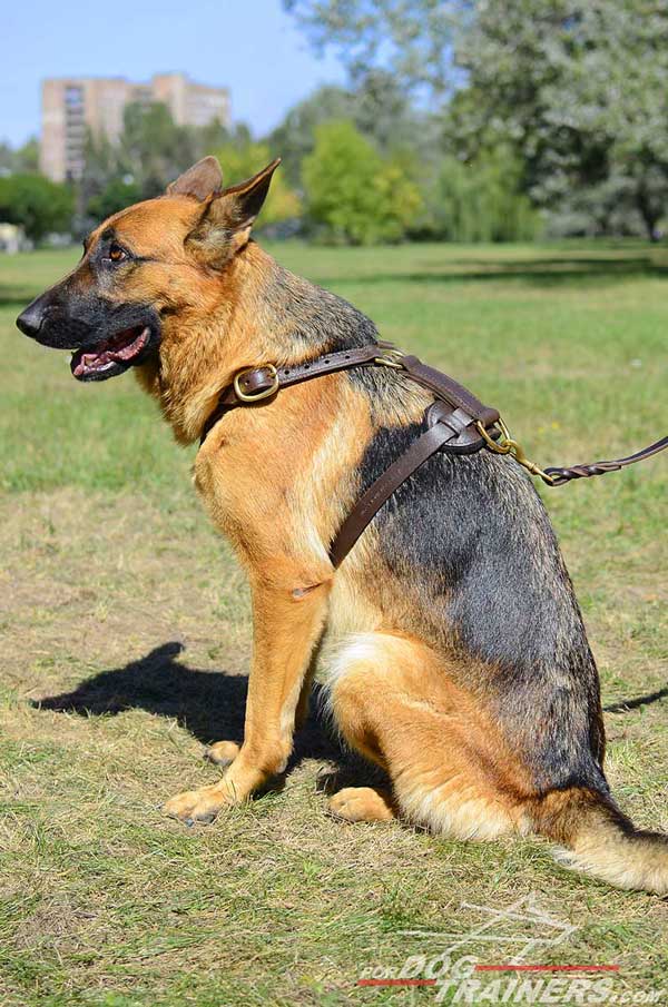 Leather German Shepherd Harness Tracking Dog Gear
