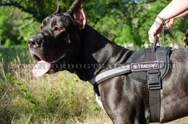 Great Dane Nylon Harness for Serach and Rescue