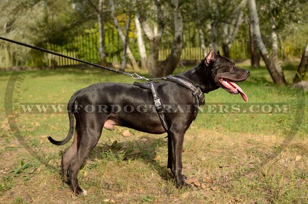 Extravagant Design Leather Dog Harness